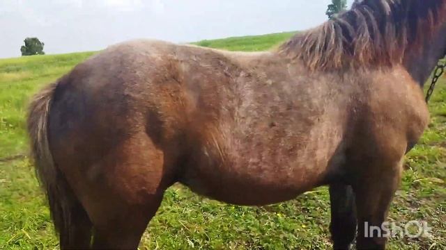 ЛОШАДИ/КОБЫЛКА СИВКА 1ГОД смотреть онлайн