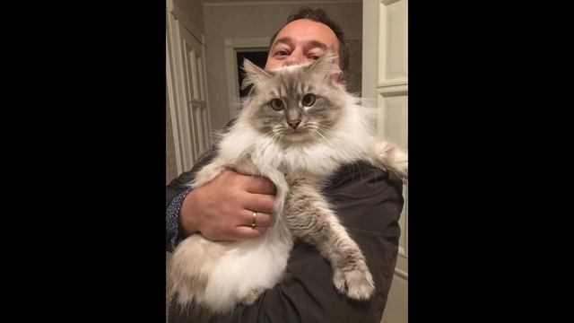 Домашние любимцы работников Изотерм смотреть онлайн