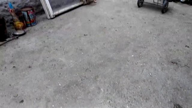 Какая агрессивная собака! смотреть онлайн