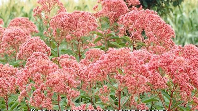 Какие цветы можно сажать в июле семенами в открытый грунт смотреть онлайн