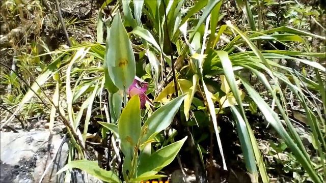 Orquídea del género cleistes, in Situ. Orchid cleistes. multilingual Subtitled смотреть онлайн