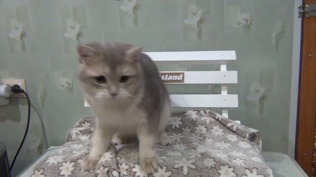 Британский котик голубого золотого окраса смотреть онлайн