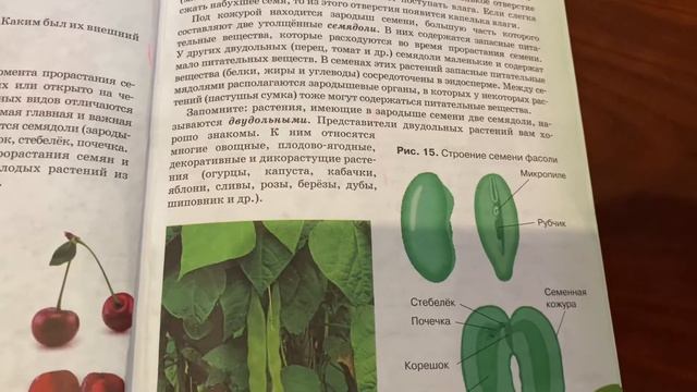 Биология/6 класс/Исаева/ Тема: Строение семян/15.11.20 смотреть онлайн