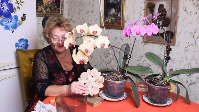 МОИ ОРХИДЕИ ЦВЕТУТ КАК БЕШЕНЫЕ - РАСКРЫВАЮ СВОИ СЕКРЕТЫ смотреть онлайн
