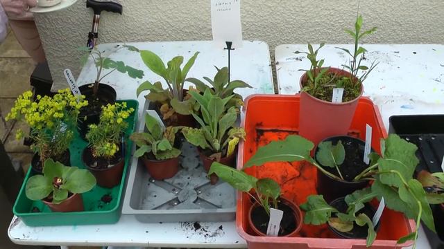 KEMP Hospice Plant Fair смотреть онлайн