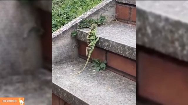 Животные улыбаются людям смотреть онлайн