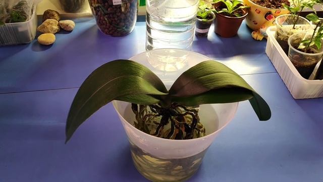 07.04.22.ОРХИДЕЯ Горизонт.пересадка из коры в керамзит. всё таки? смотреть онлайн