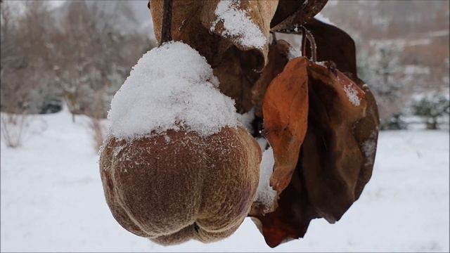 Traditional Romanian Carol Galbena gutuie Nica Zaharia Adrian Paunescu #winter #christmas #carol смотреть онлайн
