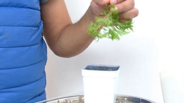Ming Aralia, Polyscias Fruticosa, Planting Rooted Cuttings, Feb2022 смотреть онлайн