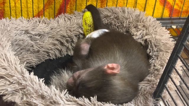 Люська сделала из енота Шарика ПОДУШКУ и улеглась на ПОСЛЕОБЕДЕННЫЙ СОН! смотреть онлайн