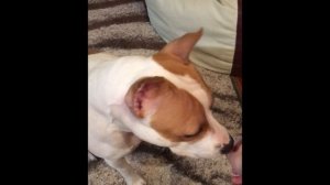 Американский стаффордширский терьер, воспитание