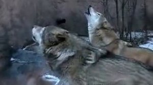 Волки воют