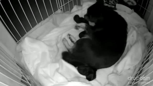 Petunia's Puppies Time Lapse