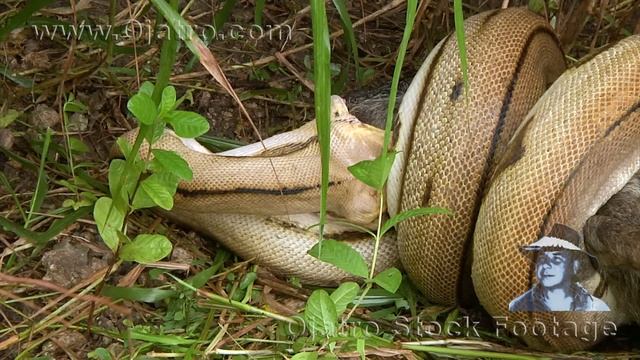 Python Kills Wild Boar 01 Stock Footage смотреть онлайн