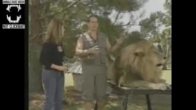 Liger | The Largest Cat In The World (Compilation #1)