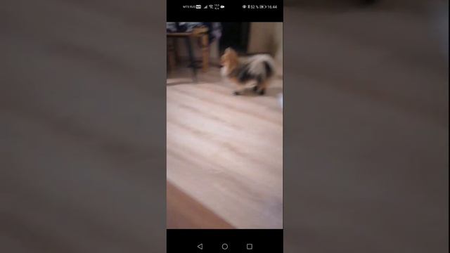 Немецкий Шпиц сбрасывает тапочки