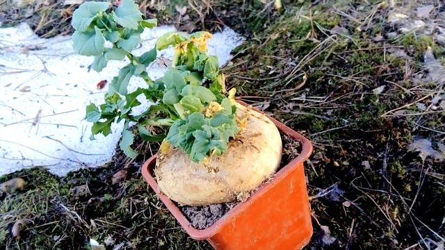 Танцы и Хореография