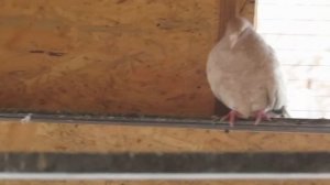 Кировоградские голуби/сиренивые/рыжие/мраморные