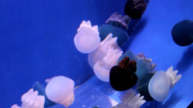 Мороженки (звук на ноль) смотреть онлайн