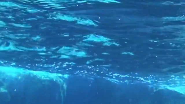 Snorkling near Kemer, Turkey смотреть онлайн