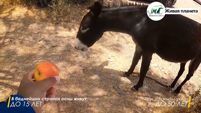 Лучшие защитники хозяйства | Ослы в деле смотреть онлайн