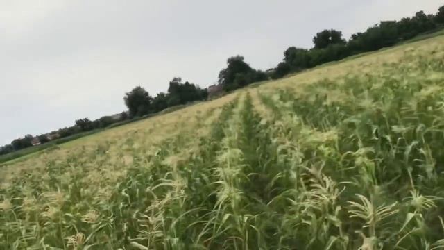 Сладкая Кукуруза. Все что нужно знать о кукурузе. Лайфхак смотреть онлайн