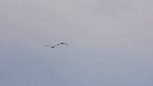 Полет журавлей