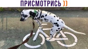 ПЁС СВАЛИВАЕТ! ААА!!! ))) | Приколы | Мемозг 1287