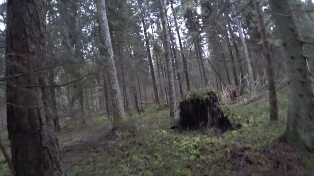 Охота #253 в загоне с собаками смотреть онлайн