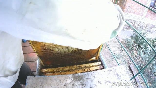Моль уничтожила корпуса суши.Не смог откачать АКАЦИЮ из свежеотстроенной суши.110 дней без дождя. смотреть онлайн