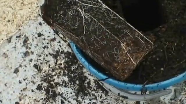 Пересадка оконного огурца смотреть онлайн