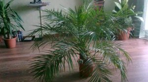 Хамедорея: уход в домашних условиях