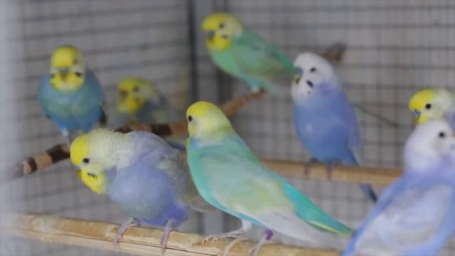 Стайка радужных волнистых попугаев. смотреть онлайн