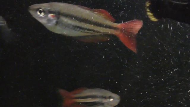Южная меланотения - Melanotaenia australis смотреть онлайн