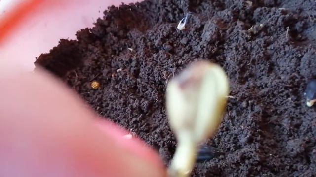 Подсолнухов не видать как своих ушей😂😂😂😂 смотреть онлайн