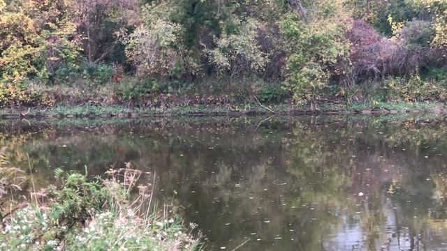 Осенний белый стих о тишине смотреть онлайн