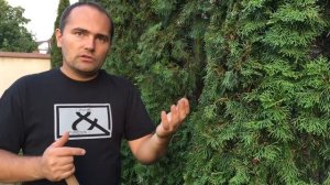 Как правильно удобрять туи