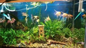 обзор аквариума. На питательной подложке "кактус" прошло 3,5 месяца после запуска.