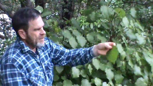 Рускиви. Лекарственные растения Новой Зеландии. Кава-кава. Ruskiwi. Ka