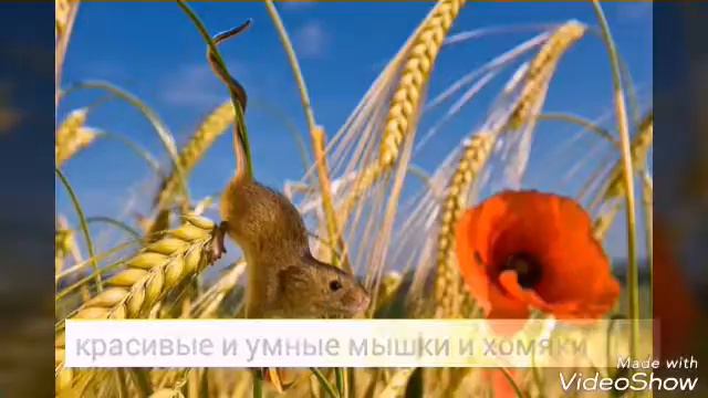 Полевые мышки смотреть онлайн