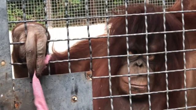 ОРАНГУТАНГ ДАНА ПОКАЗЫВАЕТ ШОУ С ПЛАТКОМ смотреть онлайн