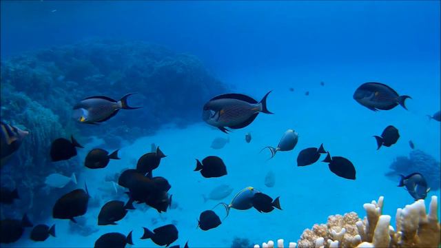 MARSA ALAM november 2017 МАРСА АЛАМ ноябрь 2017 смотреть онлайн