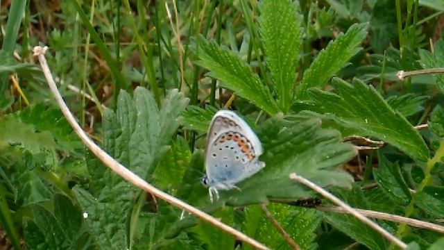 Месяц ясный, месяц прекрасный полный любви и цветов