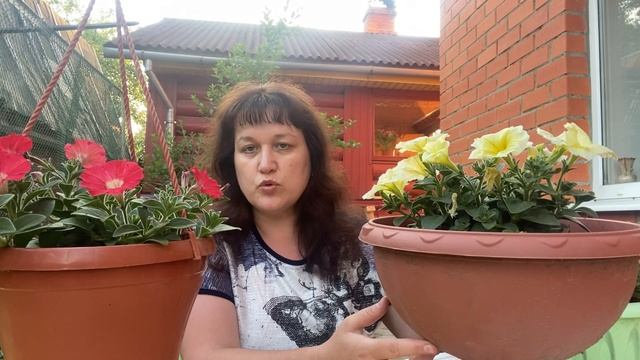 ПЕТУНИЯ Бэби Саммертайм. Обзор сорта и рекомендации по уходу смотреть онлайн