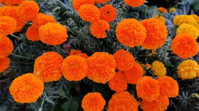 Бархатцы и шафраны для вашего сада! Яркая клумба и приятный аромат!