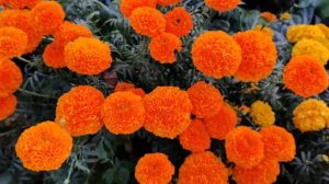 Бархатцы и шафраны для вашего сада! Яркая клумба и приятный аромат!