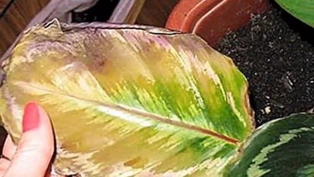 Вредители Калатеи. Как избавиться от паразитов на Калатеи.