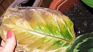 Вредители Калатеи. Как избавиться от паразитов на Калатеи.