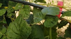 Ежемалина Тайберри Букингем, 22.06.23