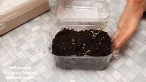 КАК ОЖИВИТЬ И РАЗБУДИТЬ СТАРЫЕ ПРОСРОЧЕННЫЕ СЕМЕНА